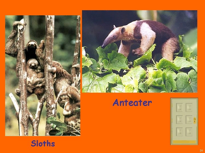 Anteater Sloths 31 