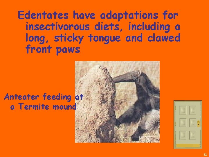 Edentates have adaptations for insectivorous diets, including a long, sticky tongue and clawed front