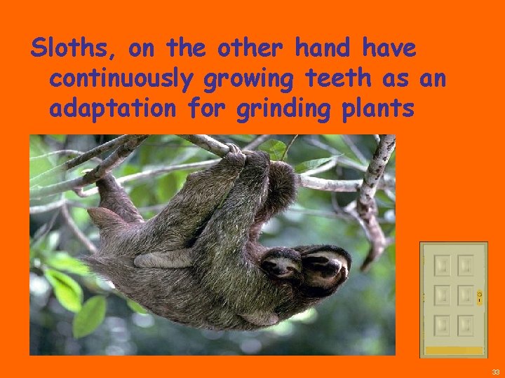 Sloths, on the other hand have continuously growing teeth as an adaptation for grinding