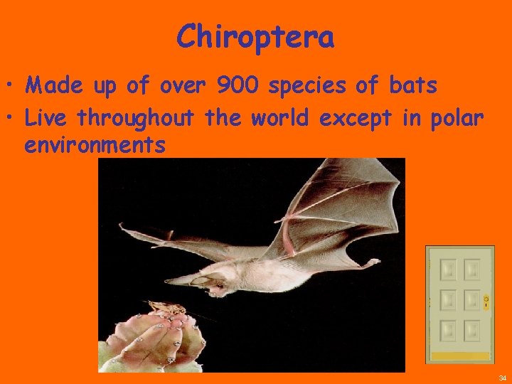 Chiroptera • Made up of over 900 species of bats • Live throughout the
