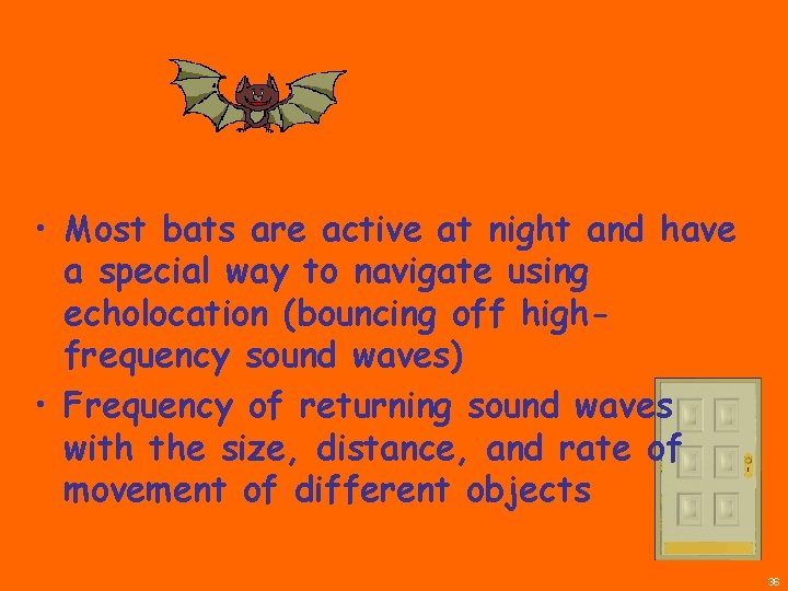  • Most bats are active at night and have a special way to