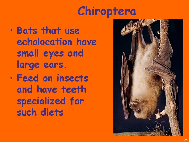 Chiroptera • Bats that use echolocation have small eyes and large ears. • Feed