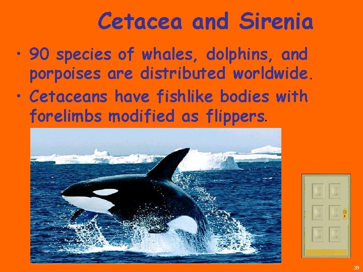 Cetacea and Sirenia • 90 species of whales, dolphins, and porpoises are distributed worldwide.