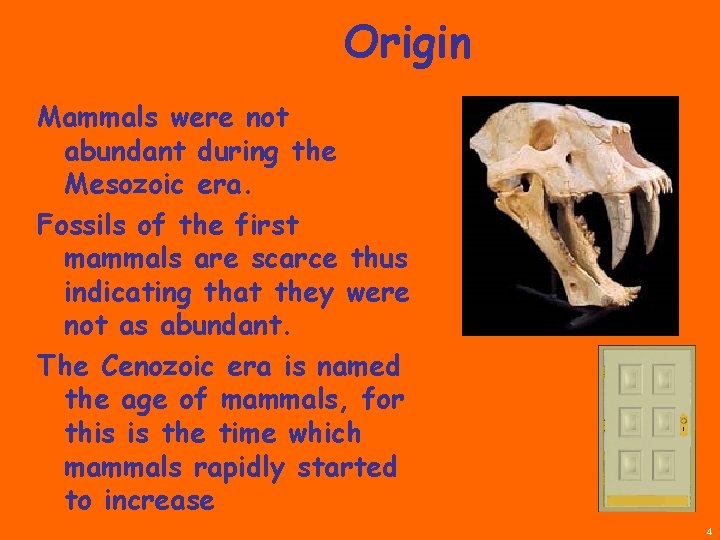 Origin Mammals were not abundant during the Mesozoic era. Fossils of the first mammals