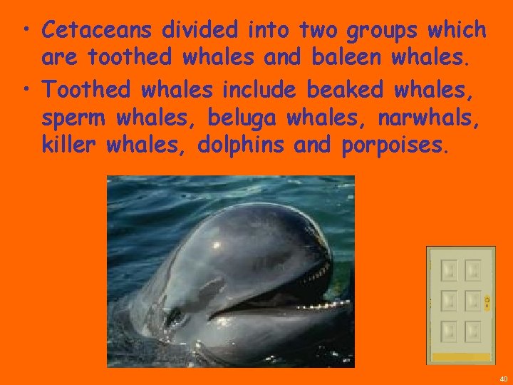  • Cetaceans divided into two groups which are toothed whales and baleen whales.