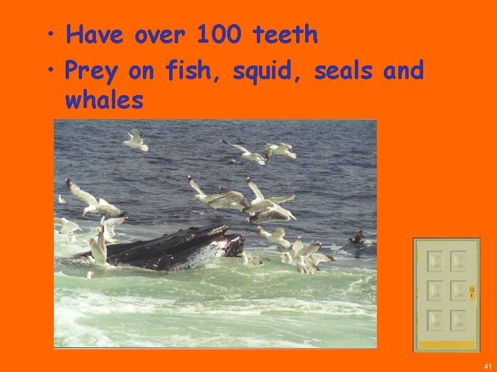  • Have over 100 teeth • Prey on fish, squid, seals and whales