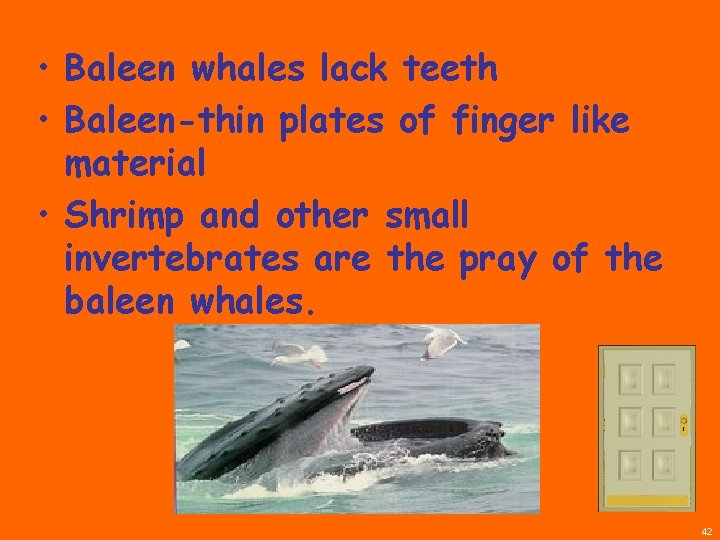  • Baleen whales lack teeth • Baleen-thin plates of finger like material •