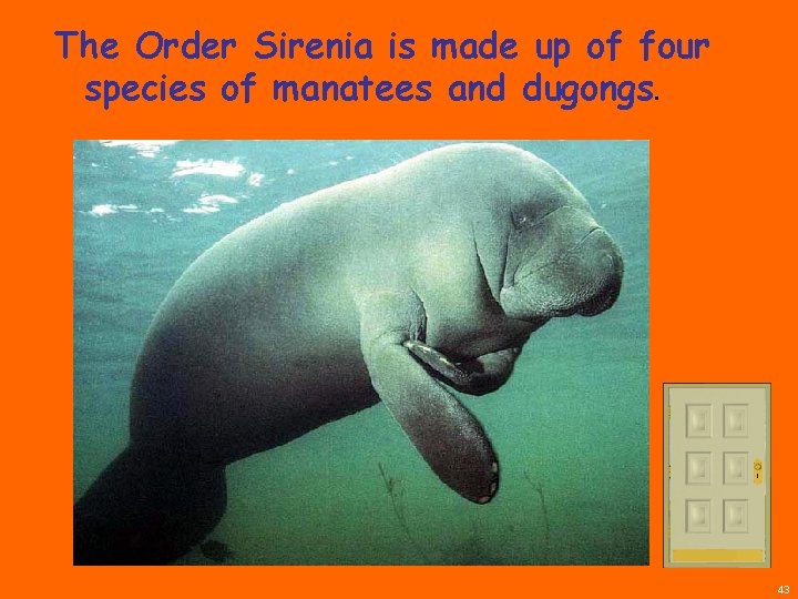 The Order Sirenia is made up of four species of manatees and dugongs. 43