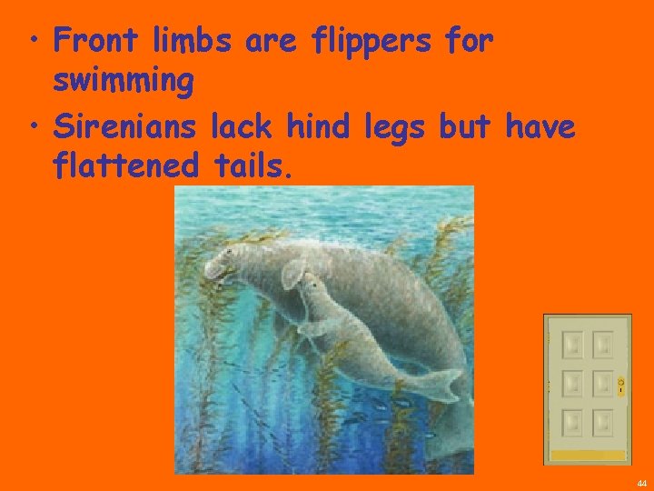  • Front limbs are flippers for swimming • Sirenians lack hind legs but