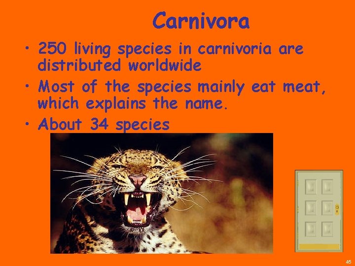 Carnivora • 250 living species in carnivoria are distributed worldwide • Most of the