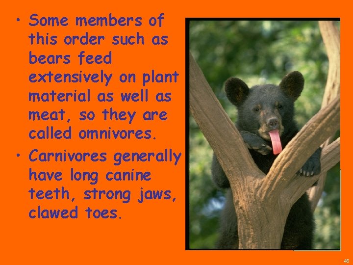  • Some members of this order such as bears feed extensively on plant