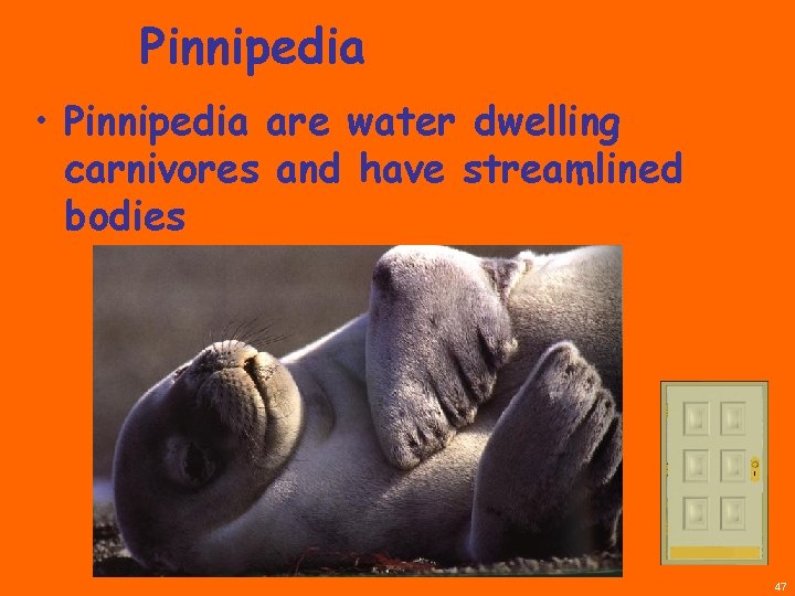 Pinnipedia • Pinnipedia are water dwelling carnivores and have streamlined bodies 47 