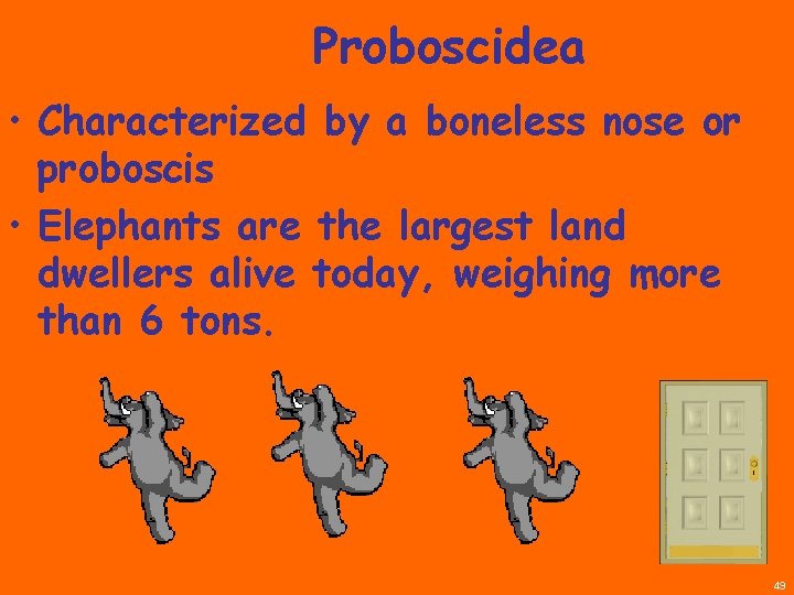 Proboscidea • Characterized by a boneless nose or proboscis • Elephants are the largest