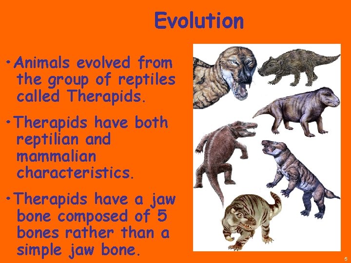 Evolution • Animals evolved from the group of reptiles called Therapids. • Therapids have
