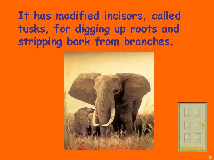 It has modified incisors, called tusks, for digging up roots and stripping bark from