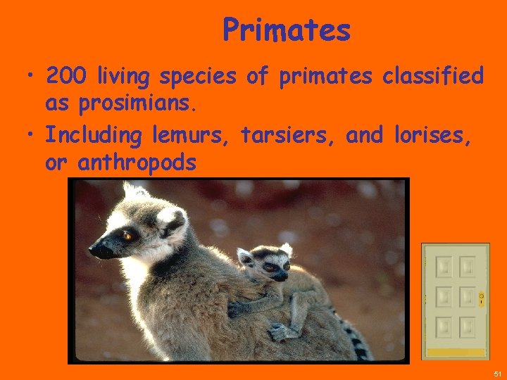 Primates • 200 living species of primates classified as prosimians. • Including lemurs, tarsiers,