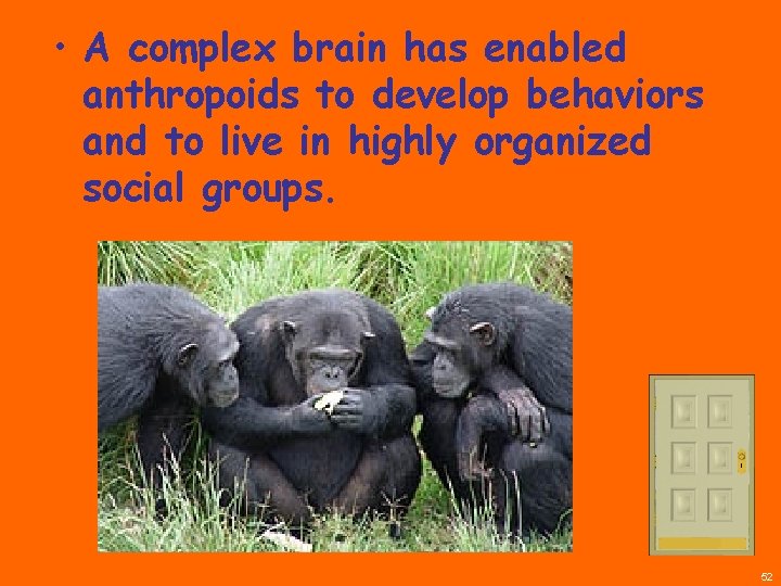  • A complex brain has enabled anthropoids to develop behaviors and to live