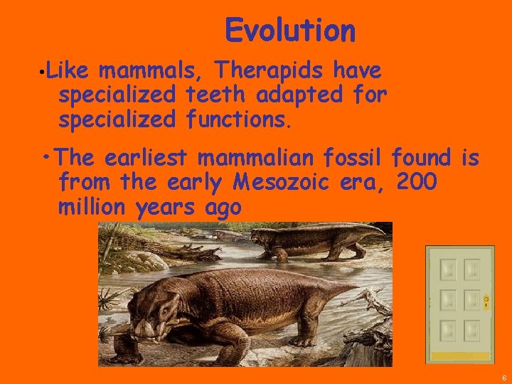 Evolution • Like mammals, Therapids have specialized teeth adapted for specialized functions. • The
