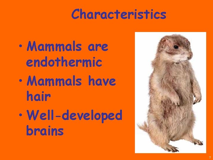 Characteristics • Mammals are endothermic • Mammals have hair • Well-developed brains 7 