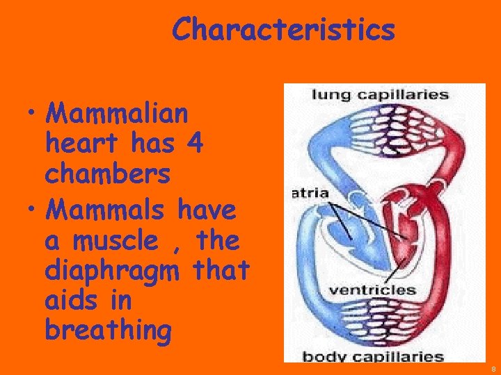 Characteristics • Mammalian heart has 4 chambers • Mammals have a muscle , the