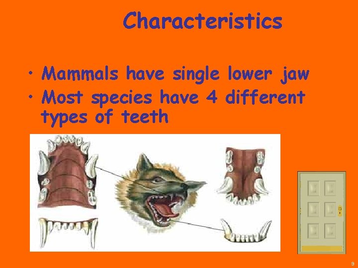 Characteristics • Mammals have single lower jaw • Most species have 4 different types