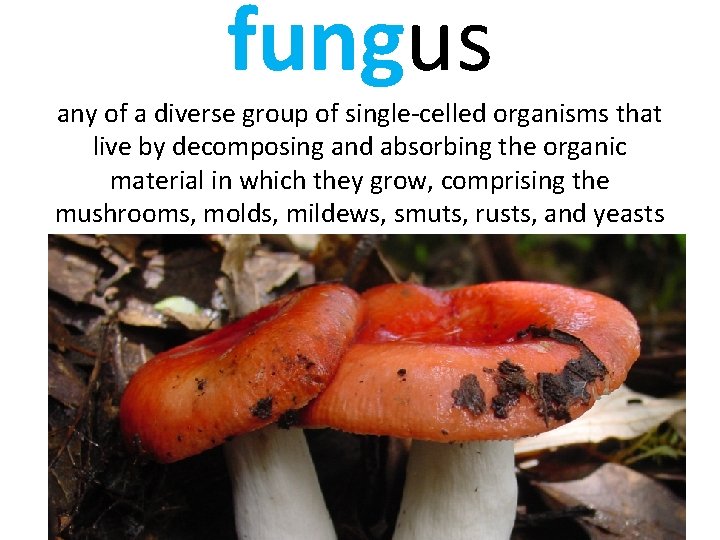 fungus any of a diverse group of single-celled organisms that live by decomposing and
