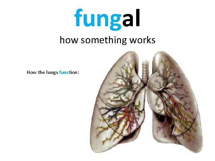 fungal how something works How the lungs function: 
