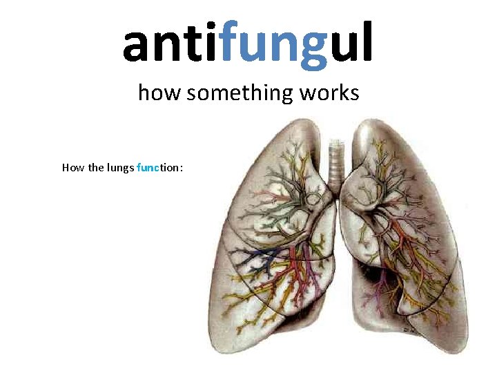 antifungul how something works How the lungs function: 