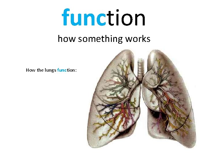 function how something works How the lungs function: 