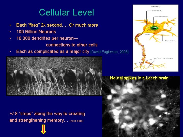 Cellular Level • • Each “fires” 2 x second…. Or much more 100 Billion