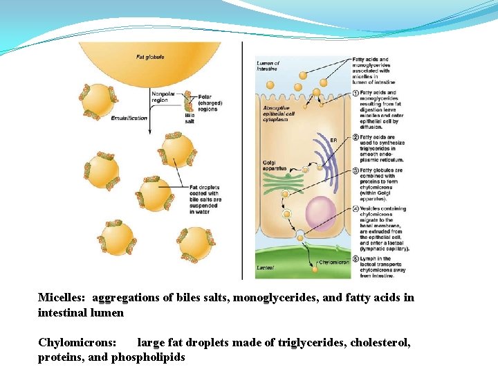 Micelles: aggregations of biles salts, monoglycerides, and fatty acids in intestinal lumen Chylomicrons: large