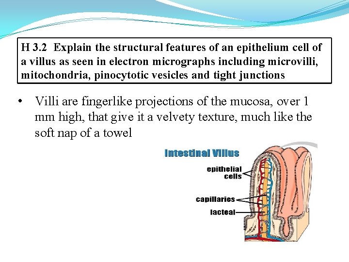 H 3. 2 Explain the structural features of an epithelium cell of a villus