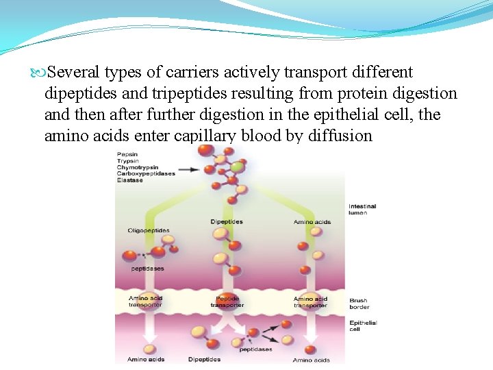  Several types of carriers actively transport different dipeptides and tripeptides resulting from protein