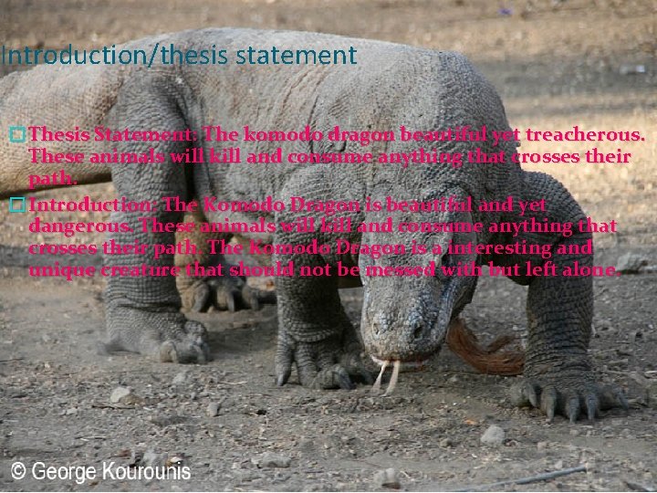 Introduction/thesis statement �Thesis Statement: The komodo dragon beautiful yet treacherous. These animals will kill