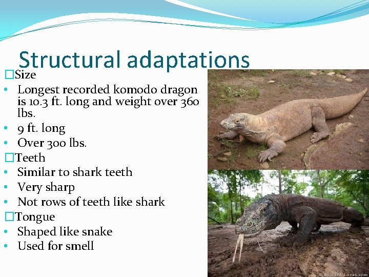 Structural adaptations �Size • Longest recorded komodo dragon is 10. 3 ft. long and