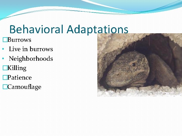 Behavioral Adaptations �Burrows • Live in burrows • Neighborhoods �Killing �Patience �Camouflage 