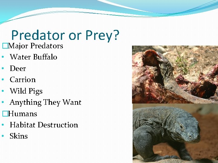 Predator or Prey? �Major Predators • Water Buffalo • Deer • Carrion • Wild
