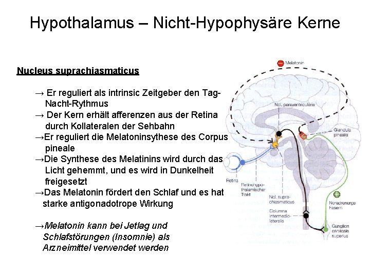 Hypothalamus – Nicht-Hypophysäre Kerne Nucleus suprachiasmaticus → Er reguliert als intrinsic Zeitgeber den Tag.