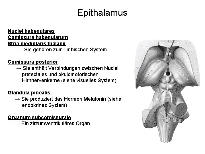 Epithalamus Nuclei habenulares Comissura habenularum Stria medullaris thalami → Sie gehören zum limbischen System