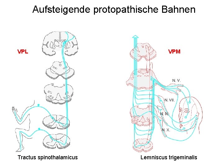 Aufsteigende protopathische Bahnen VPL VPM N. VII. N. IX. N. X. Tractus spinothalamicus Lemniscus