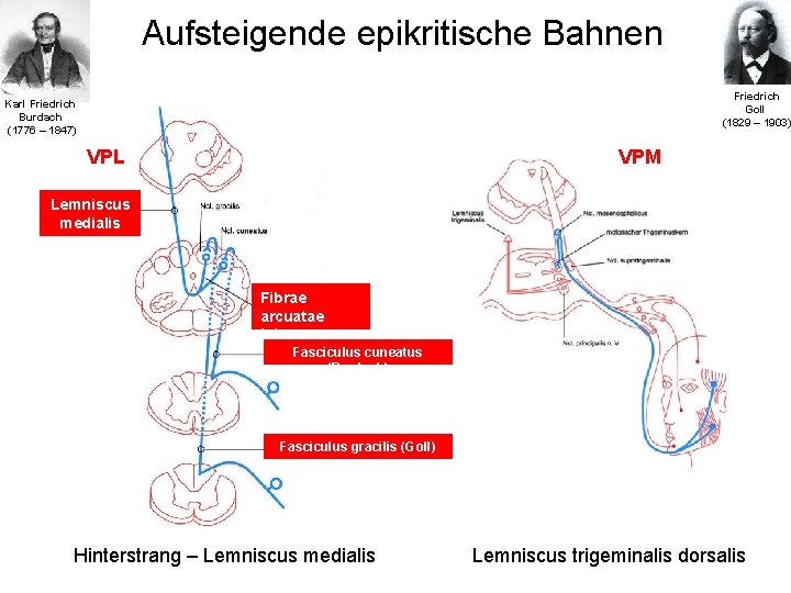 Aufsteigende epikritische Bahnen Friedrich Goll (1829 – 1903) Karl Friedrich Burdach (1776 – 1847)