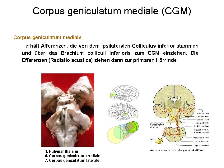 Corpus geniculatum mediale (CGM) Corpus geniculatum mediale erhält Afferenzen, die von dem ipsilateralen Colliculus