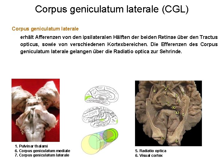 Corpus geniculatum laterale (CGL) Corpus geniculatum laterale erhält Afferenzen von den ipsilateralen Hälften der