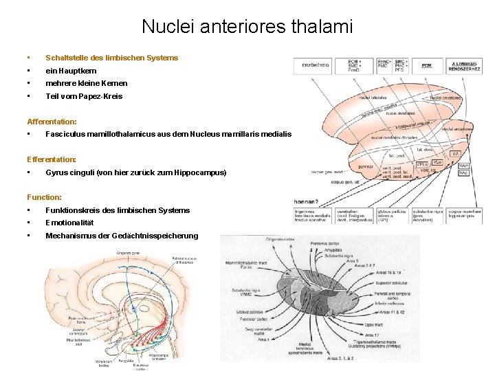 Nuclei anteriores thalami • Schaltstelle des limbischen Systems • ein Hauptkern • mehrere kleine