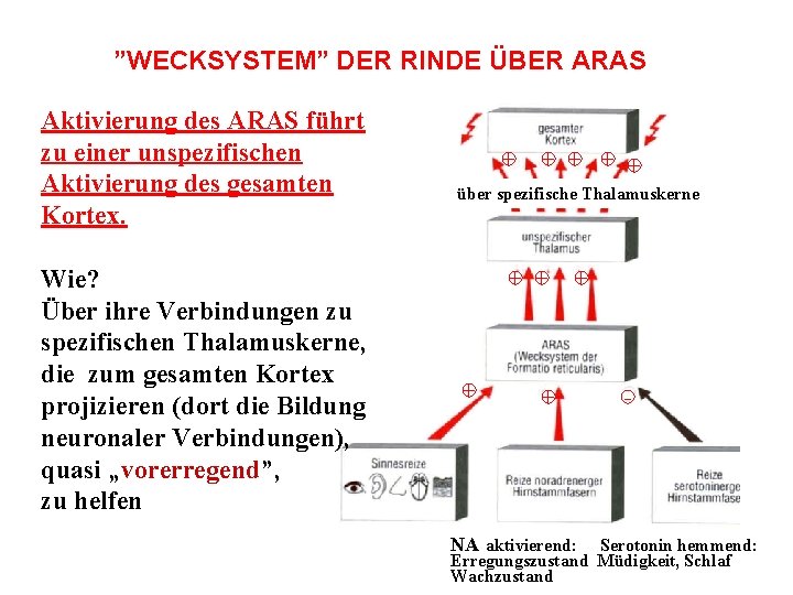 ”WECKSYSTEM” DER RINDE ÜBER ARAS Aktivierung des ARAS führt zu einer unspezifischen Aktivierung des