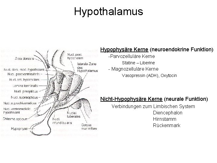 Hypothalamus Hypophysäre Kerne (neuroendokrine Funktion) -Parvozelluläre Kerne Statine – Liberine - Magnozelluläre Kerne Vasopressin