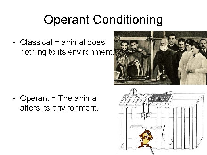 Operant Conditioning • Classical = animal does nothing to its environment. • Operant =