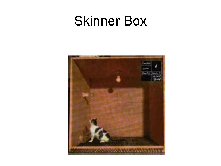 Skinner Box 
