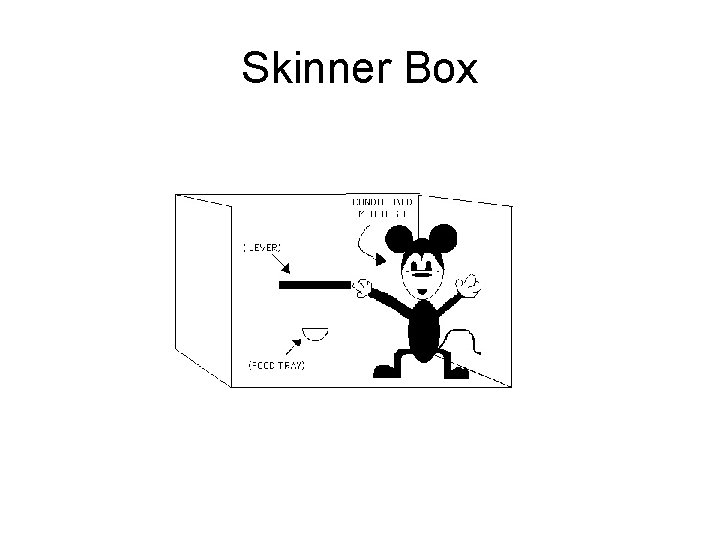Skinner Box 