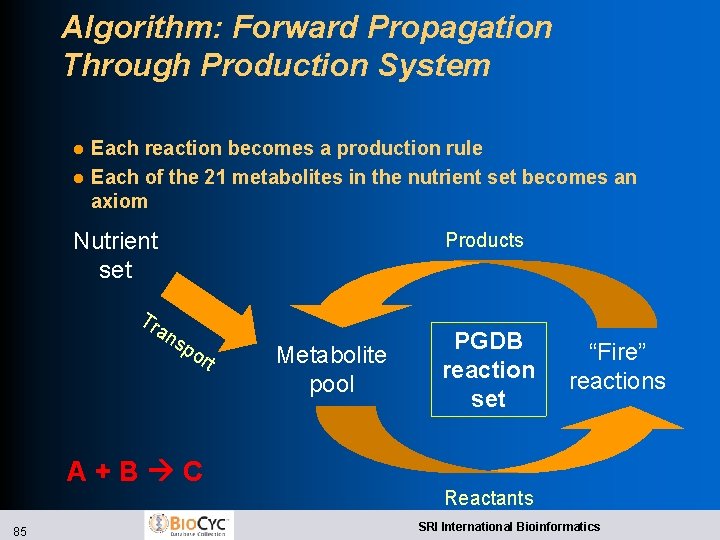 Algorithm: Forward Propagation Through Production System l l Each reaction becomes a production rule